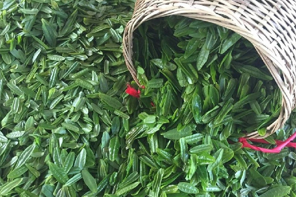 六安瓜片會影響睡眠嗎 六安瓜片不適合什么人喝 六安瓜片會影響睡眠嗎 六安瓜片不適合什么人喝