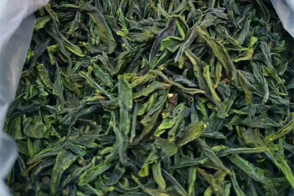 六安瓜片屬于什么茶類 六安瓜片是什么香型 六安瓜片屬于什么茶類 六安瓜片是什么香型