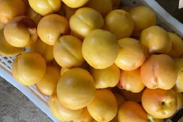 水蜜桃含糖量多少 水蜜桃會升血糖嗎 水蜜桃含糖量多少 水蜜桃會升血糖嗎