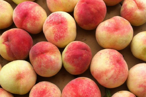 水蜜桃是哪里產(chǎn)的 水蜜桃吃軟的還是硬的 水蜜桃是哪里產(chǎn)的 水蜜桃吃軟的還是硬的