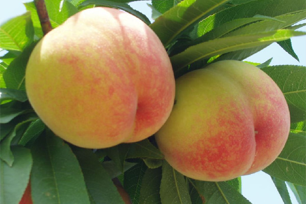 水蜜桃可以和牛奶一起吃嗎 水蜜桃和什么水果最配 水蜜桃可以和牛奶一起吃嗎 水蜜桃和什么水果最配