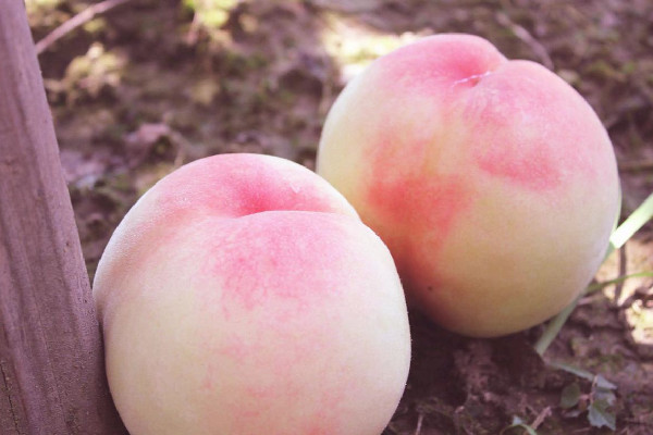 水蜜桃要皮可以吃嗎 水蜜桃可以吃皮嗎 水蜜桃要皮可以吃嗎 水蜜桃可以吃皮嗎