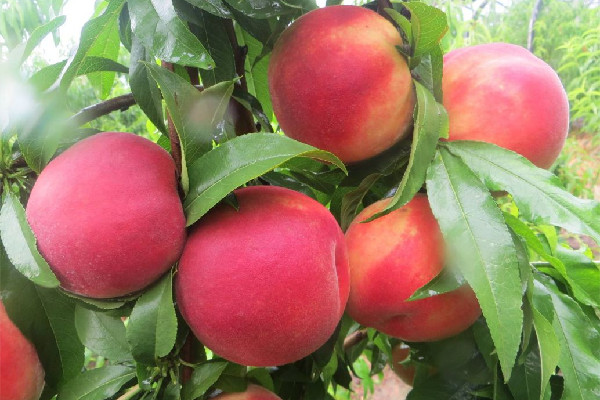 毛桃要削皮嗎 毛桃用什么方法洗的干凈 毛桃要削皮嗎 毛桃用什么方法洗的干凈