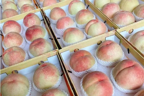 水蜜桃含糖量多少 水蜜桃會升血糖嗎 水蜜桃含糖量多少 水蜜桃會升血糖嗎