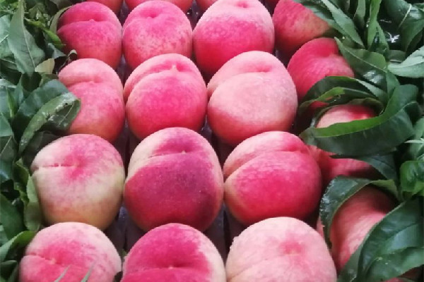 水蜜桃是哪里產(chǎn)的 水蜜桃吃軟的還是硬的 水蜜桃是哪里產(chǎn)的 水蜜桃吃軟的還是硬的