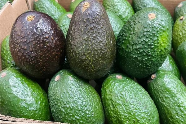 牛油果有什么營養(yǎng)價值和功效 牛油果可以減肥嗎 牛油果有什么營養(yǎng)價值和功效 牛油果可以減肥嗎