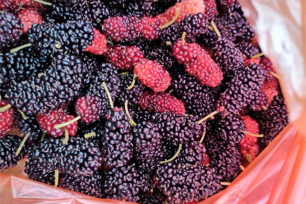 桑葚的功效和作用 桑葚可以美白嗎 桑葚的功效和作用 桑葚可以美白嗎