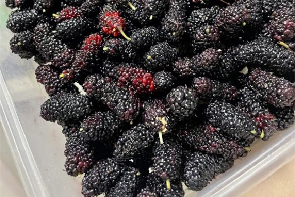 桑葚什么時候上市 桑葚吃多了會上火嗎 桑葚什么時候上市 桑葚吃多了會上火嗎