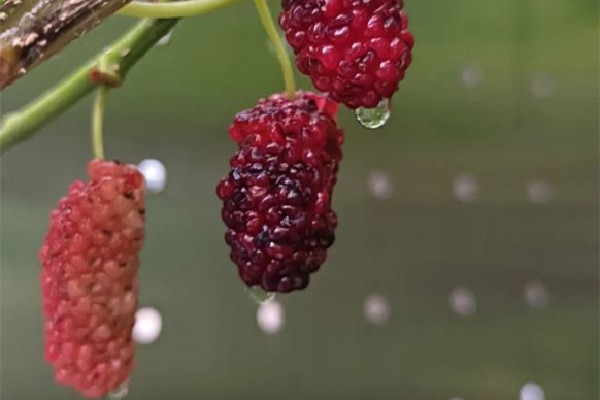 桑葚什么時候上市 桑葚吃多了會上火嗎 桑葚什么時候上市 桑葚吃多了會上火嗎