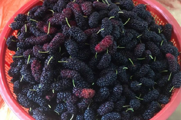 桑葚的功效和作用 桑葚可以美白嗎 桑葚的功效和作用 桑葚可以美白嗎