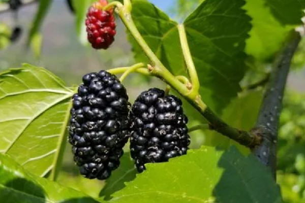 桑葚是低糖水果還是高糖水果 桑葚減肥還是增肥 桑葚是低糖水果還是高糖水果 桑葚減肥還是增肥