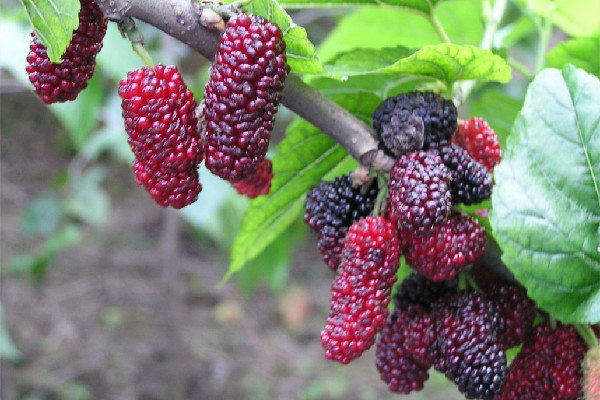 桑葚的功效和作用 桑葚可以美白嗎 桑葚的功效和作用 桑葚可以美白嗎